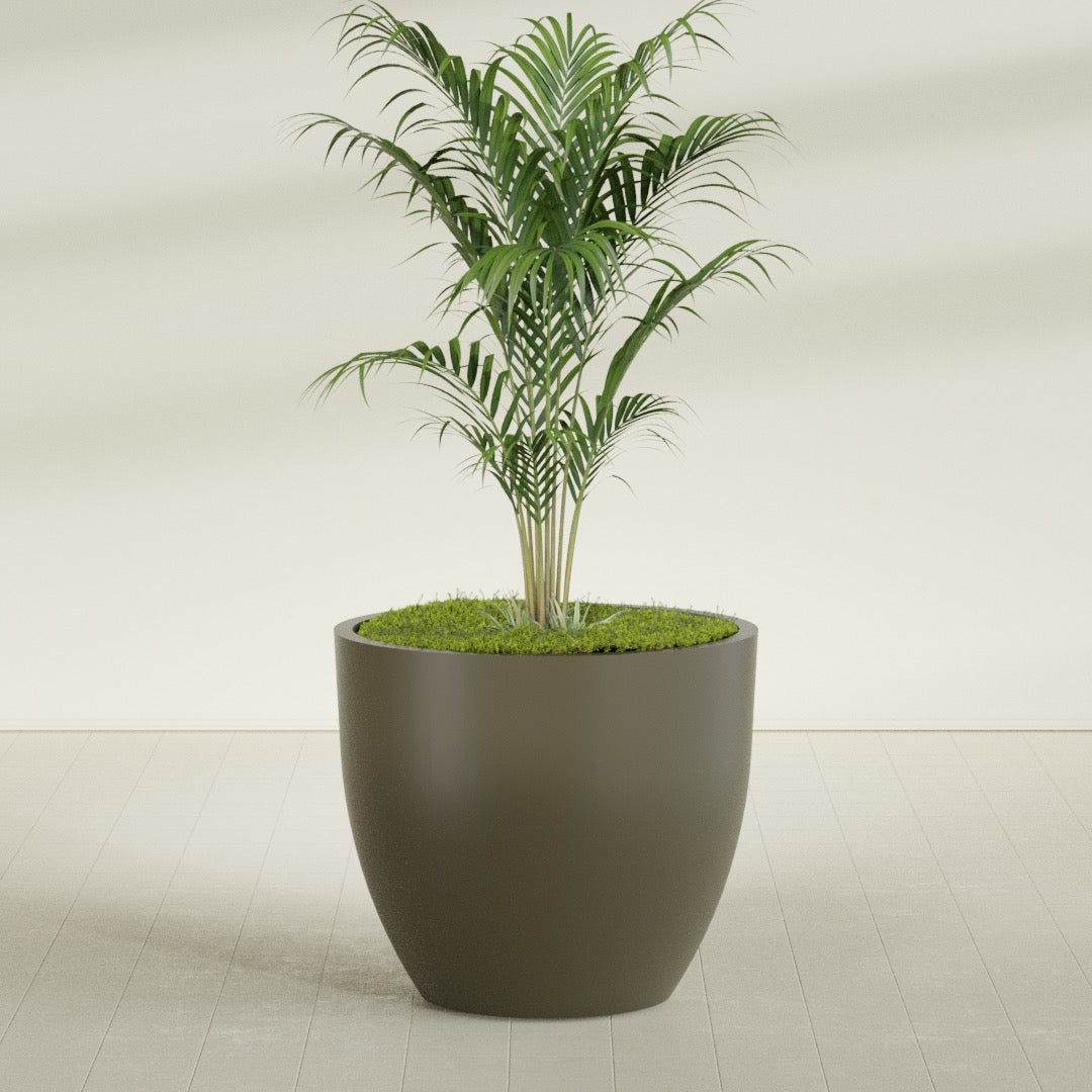 Wannsee Round fiberglass planter in Matte Bronze, shown planted, in a sunlit interior