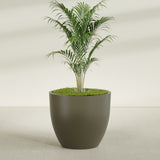 Wannsee Round fiberglass planter in Matte Bronze, shown planted, in a sunlit interior