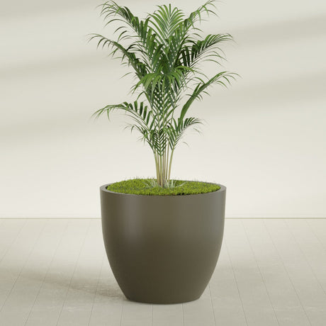 Wannsee Round fiberglass planter in Matte Bronze, shown planted, in a sunlit interior