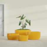 Casablanca Bowl fiberglass planter in Gloss Saffron, size range, in a sunlit interior