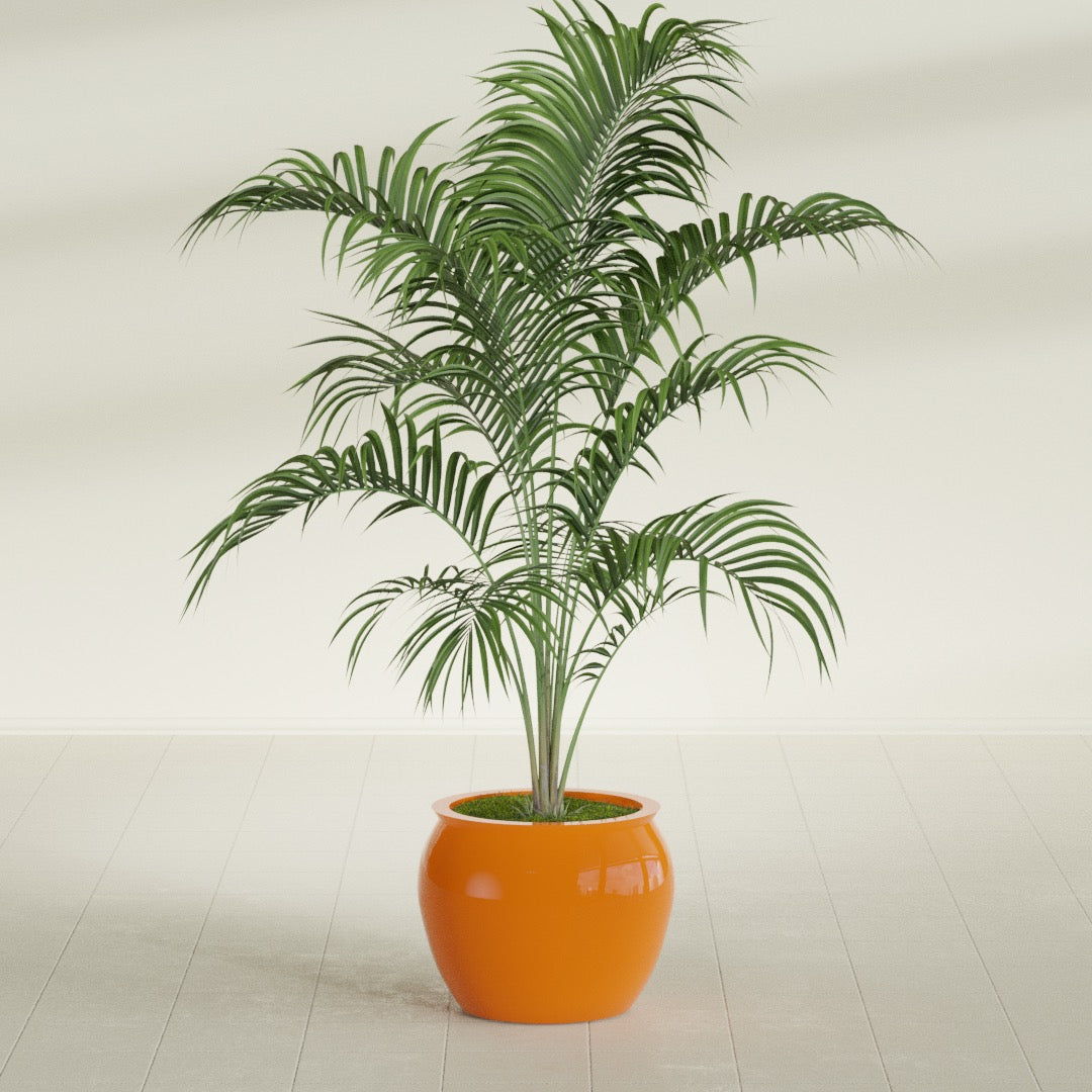 Shanghai Fishbowl fiberglass planter in Gloss Tangerine, shown planted, in a sunlit interior