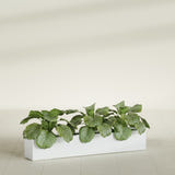 Salon Box fiberglass planter in Matte Bright White, shown planted, in a sunlit interior