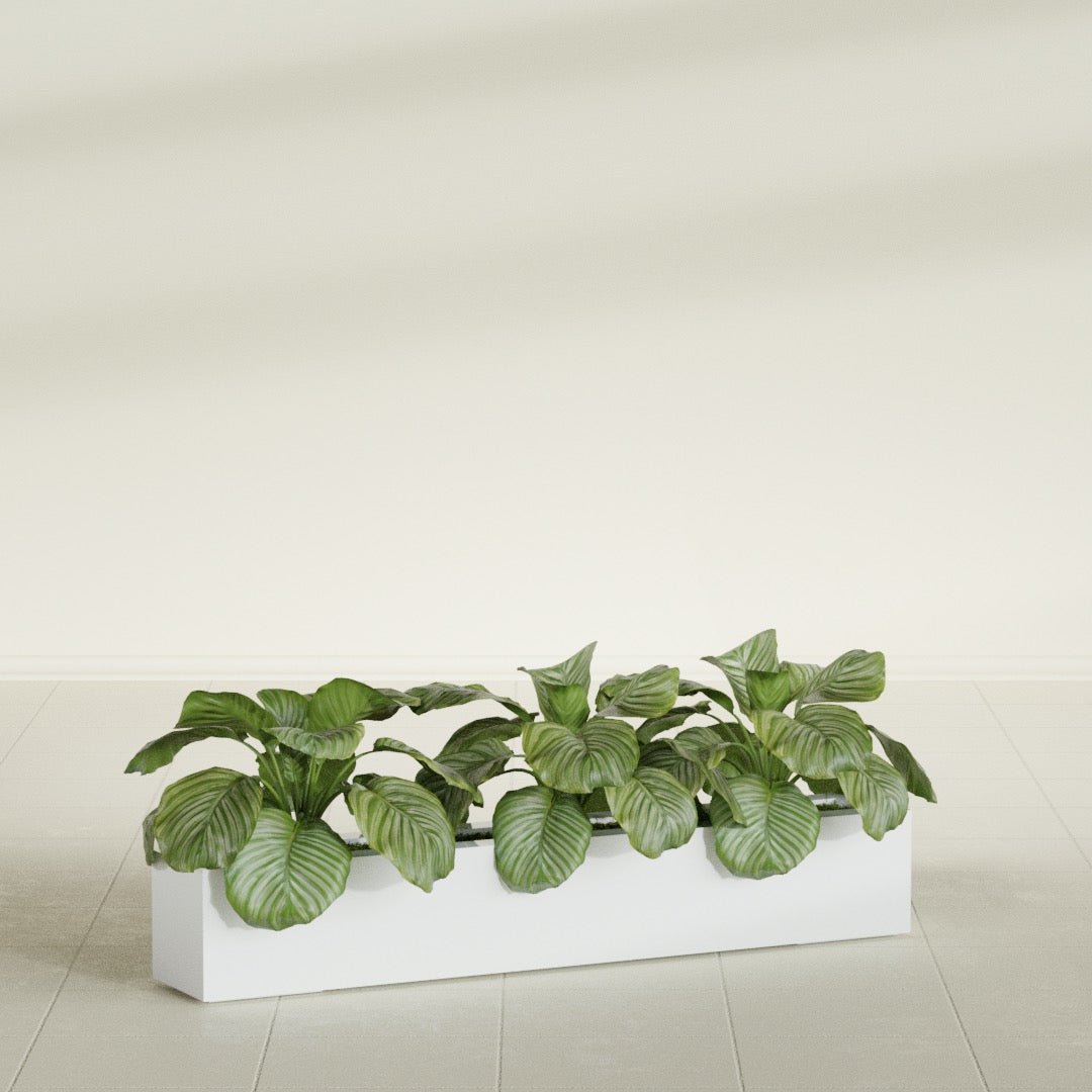 Salon Box fiberglass planter in Matte Bright White, shown planted, in a sunlit interior