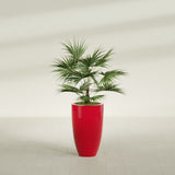 Brannan Tapered Round fiberglass planter in Gloss Red, shown planted, in a sunlit interior