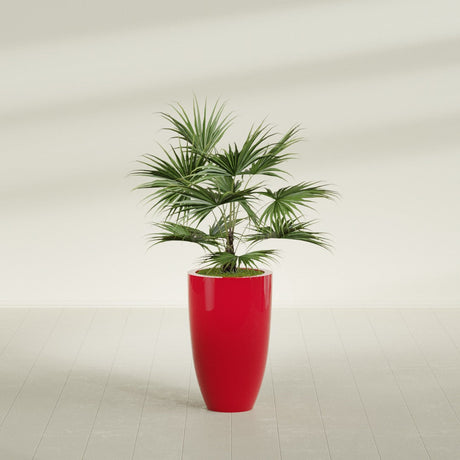 Brannan Tapered Round fiberglass planter in Gloss Red, shown planted, in a sunlit interior