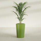 Tegel Round Tapered fiberglass planter in Satin Green, shown planted, in a sunlit interior
