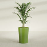 Tegel Round Tapered fiberglass planter in Satin Green, shown planted, in a sunlit interior