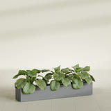 Salon Box fiberglass planter in Matte Gunmetal, shown planted, in a sunlit interior