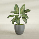 Alzira Bowl fiberglass planter in Matte Gunmetal, shown planted, in a sunlit interior