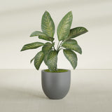 Alzira Bowl fiberglass planter in Matte Gunmetal, shown planted, in a sunlit interior