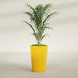 Tegel Round Tapered fiberglass planter in Gloss Saffron, shown planted, in a sunlit interior