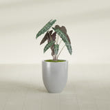 Valencia Tapered Round fiberglass planter in Metallic Silver, shown planted, in a sunlit interior