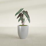 Valencia Tapered Round fiberglass planter in Metallic Silver, shown planted, in a sunlit interior