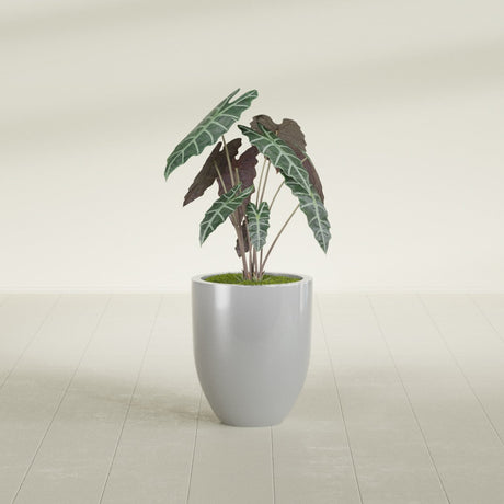 Valencia Tapered Round fiberglass planter in Metallic Silver, shown planted, in a sunlit interior