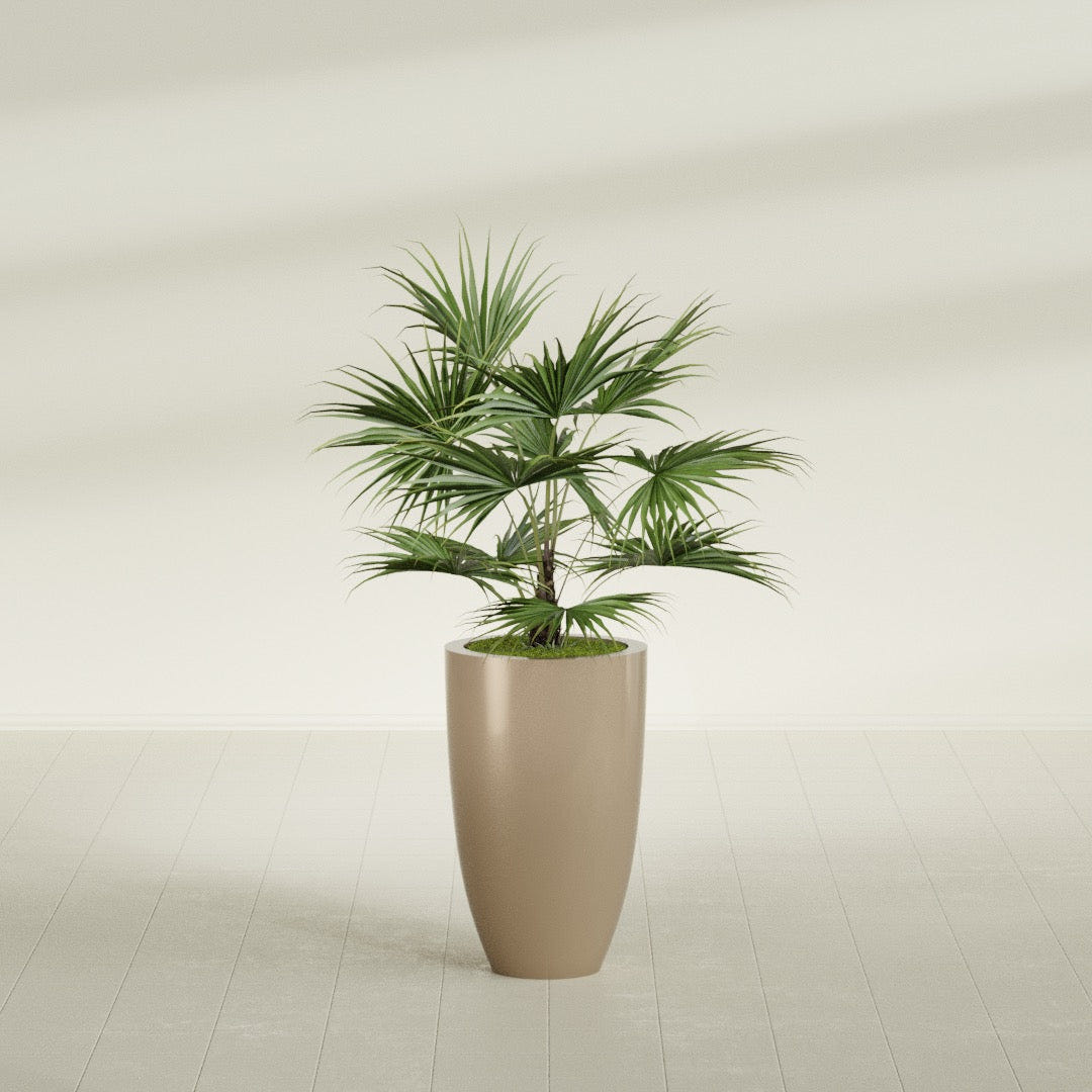 Brannan Tapered Round fiberglass planter in Gloss Metallic Gold, shown planted, in a sunlit interior