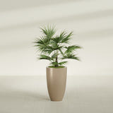 Brannan Tapered Round fiberglass planter in Gloss Metallic Gold, shown planted, in a sunlit interior