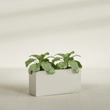 Miami Narrow Rectangular fiberglass planter in Satin Beige, shown planted, in a sunlit interior