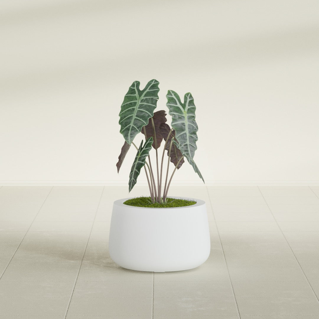 Short Hayden Bowl fiberglass planter in Gloss Bright White, shown planted, in a sunlit interior