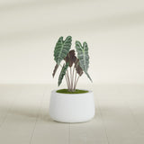 Short Hayden Bowl fiberglass planter in Gloss Bright White, shown planted, in a sunlit interior