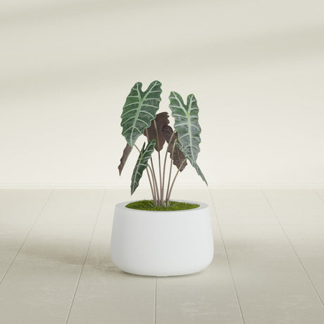 Short Hayden Bowl fiberglass planter in Gloss Bright White, shown planted, in a sunlit interior