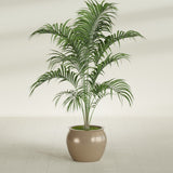 Shanghai Fishbowl fiberglass planter in Gloss Metallic Gold, shown planted, in a sunlit interior