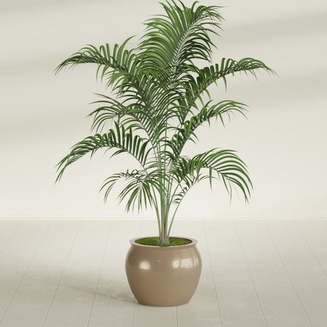 Shanghai Fishbowl fiberglass planter in Gloss Metallic Gold, shown planted, in a sunlit interior