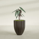 Alicante Fluted fiberglass planter in Matte Dark Brown, shown planted, in a sunlit interior