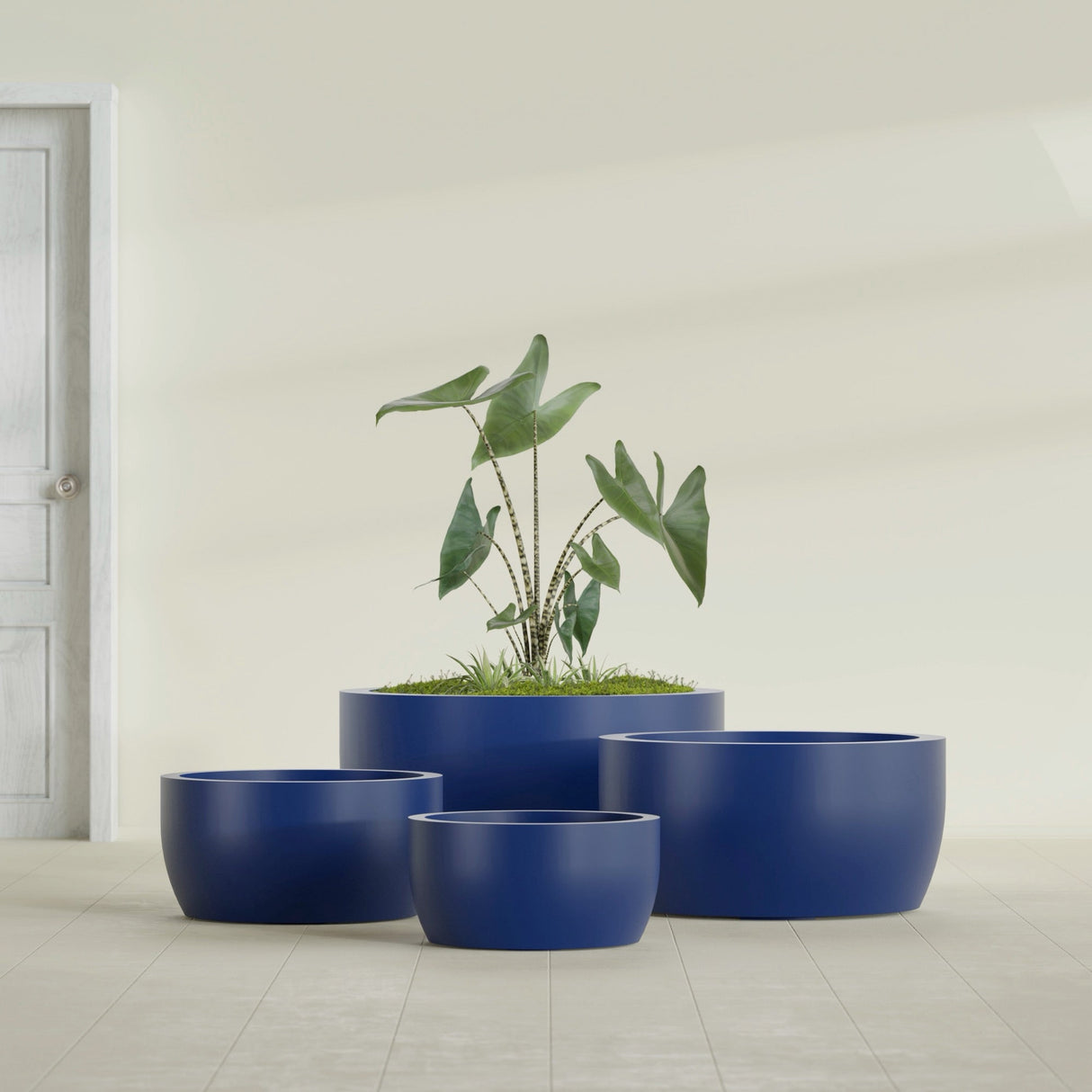 Casablanca Bowl fiberglass planter in Matte Cobalt Blue, size range, in a sunlit interior