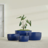 Casablanca Bowl fiberglass planter in Matte Cobalt Blue, size range, in a sunlit interior