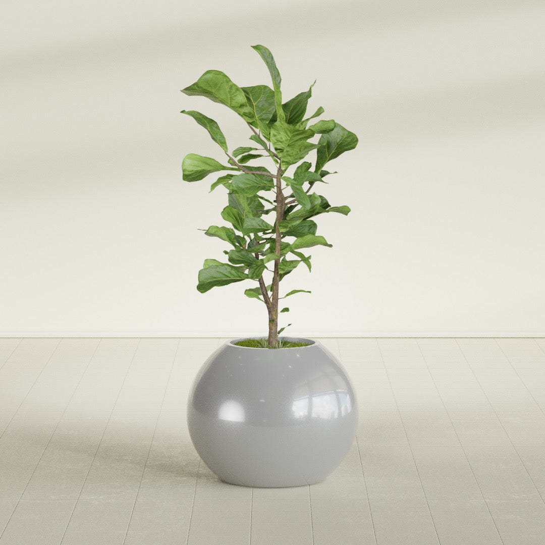 Globe fiberglass planter in Metallic Silver, shown planted, in a sunlit interior