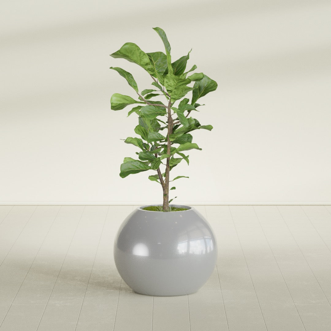 Globe fiberglass planter in Metallic Silver, shown planted, in a sunlit interior