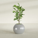 Globe fiberglass planter in Metallic Silver, shown planted, in a sunlit interior