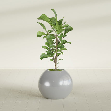 Globe fiberglass planter in Metallic Silver, shown planted, in a sunlit interior