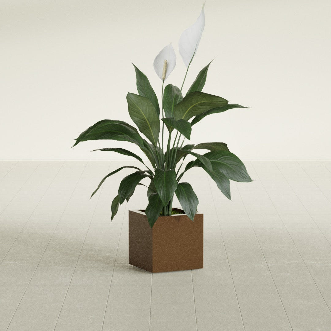 Montroy Cube fiberglass planter in Metallic Bronze, shown planted, in a sunlit interior