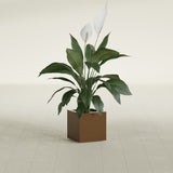 Montroy Cube fiberglass planter in Metallic Bronze, shown planted, in a sunlit interior
