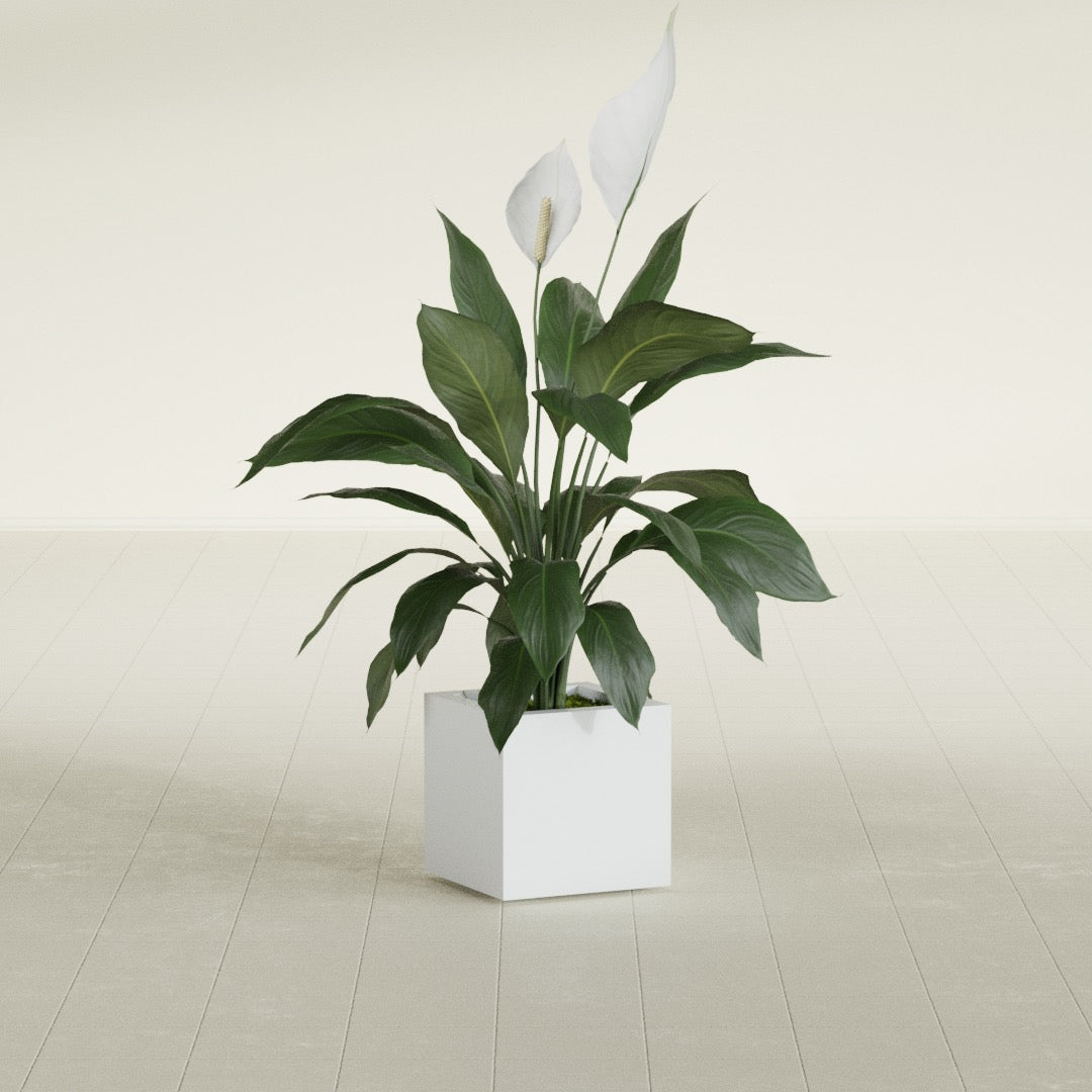 Montroy Cube fiberglass planter in Gloss Bright White, shown planted, in a sunlit interior