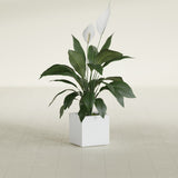 Montroy Cube fiberglass planter in Gloss Bright White, shown planted, in a sunlit interior