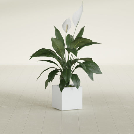 Montroy Cube fiberglass planter in Gloss Bright White, shown planted, in a sunlit interior