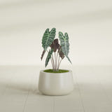 Short Hayden Bowl fiberglass planter in Satin Beige, shown planted, in a sunlit interior