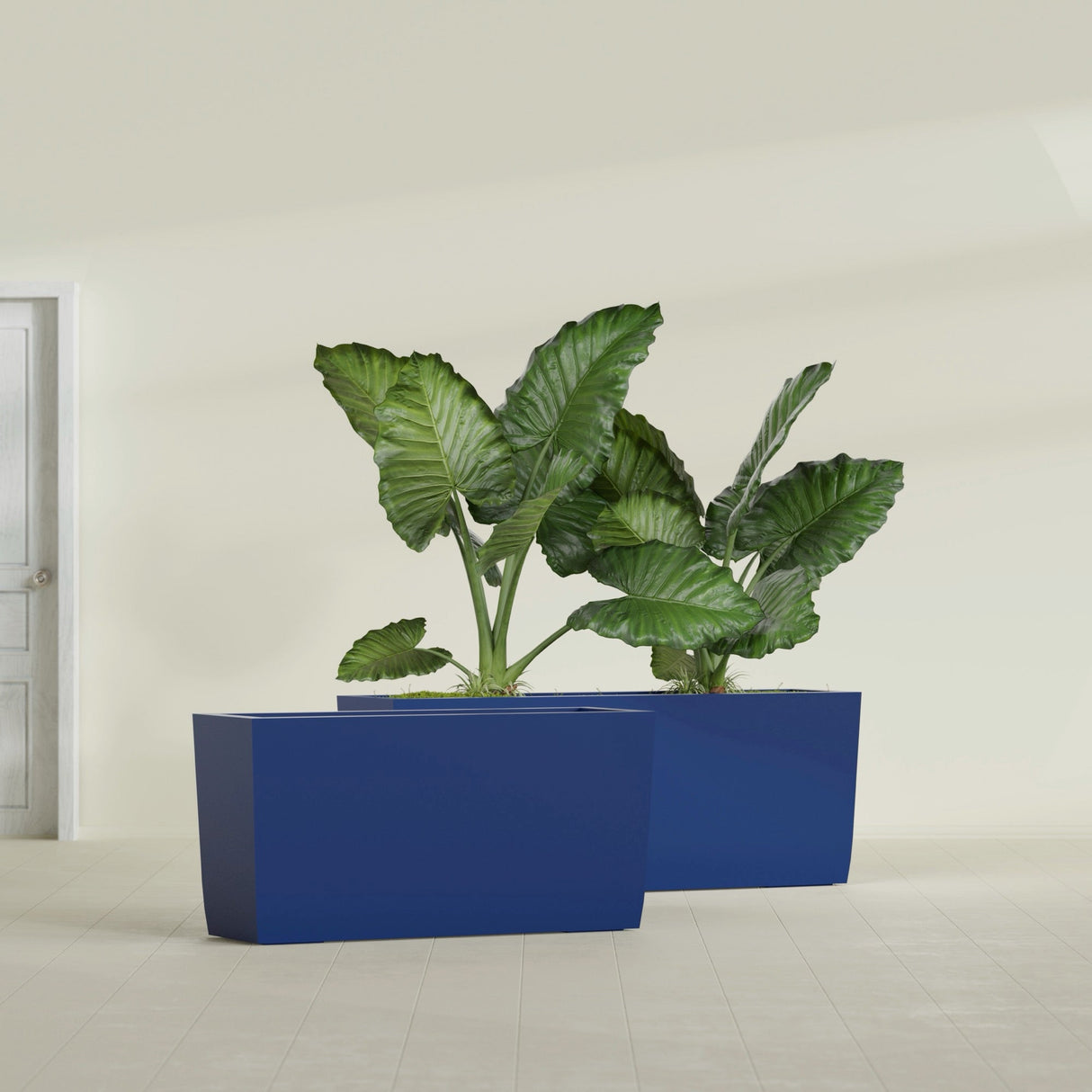 Panama Tapered Rectangular fiberglass planter in Matte Cobalt Blue, shown planted, in a sunlit interior