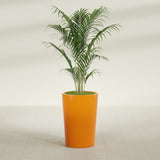 Tegel Round Tapered fiberglass planter in Gloss Tangerine, shown planted, in a sunlit interior