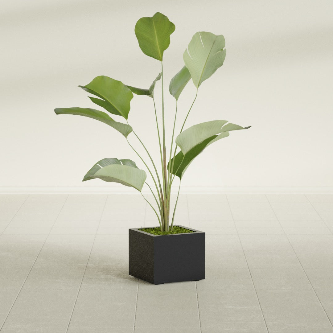 Cuba corner fiberglass planter in Matte Black, planted, in a sunlit interior