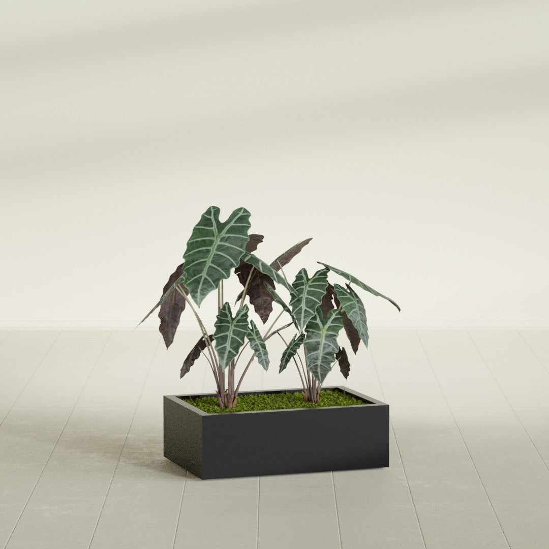 Antwerp rectangular fiberglass planter in Matte Black, planted, in a sunlit interior