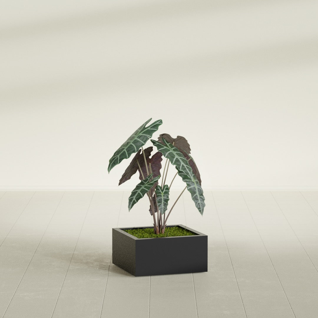 Antwerp corner fiberglass planter in Matte Black, planted, in a sunlit interior