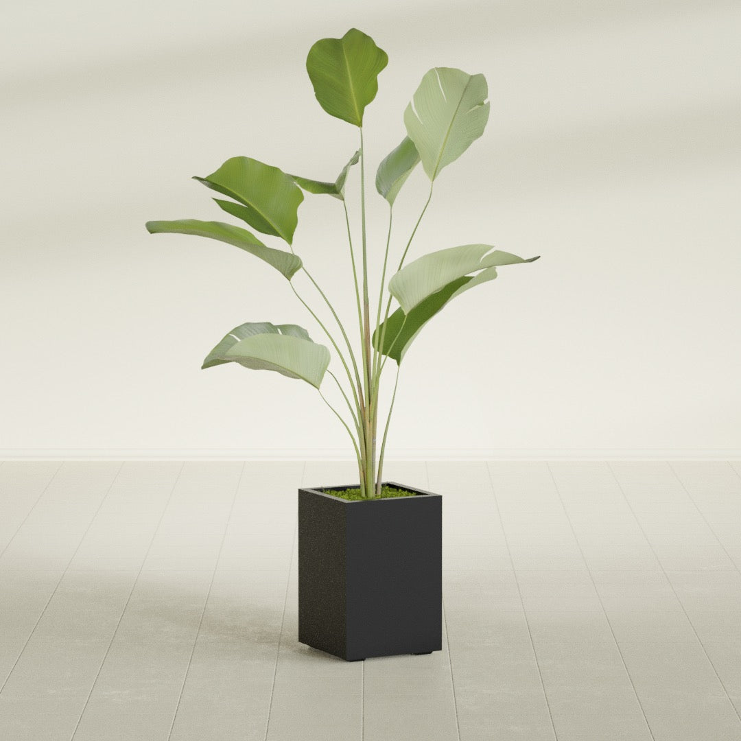 Tolga corner fiberglass planter, planted, in a sunlit interior