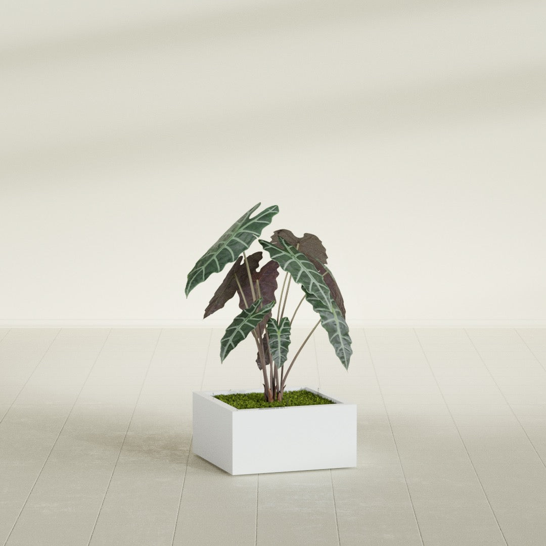 Antwerp corner fiberglass planter in Matte White, planted, in a sunlit interior