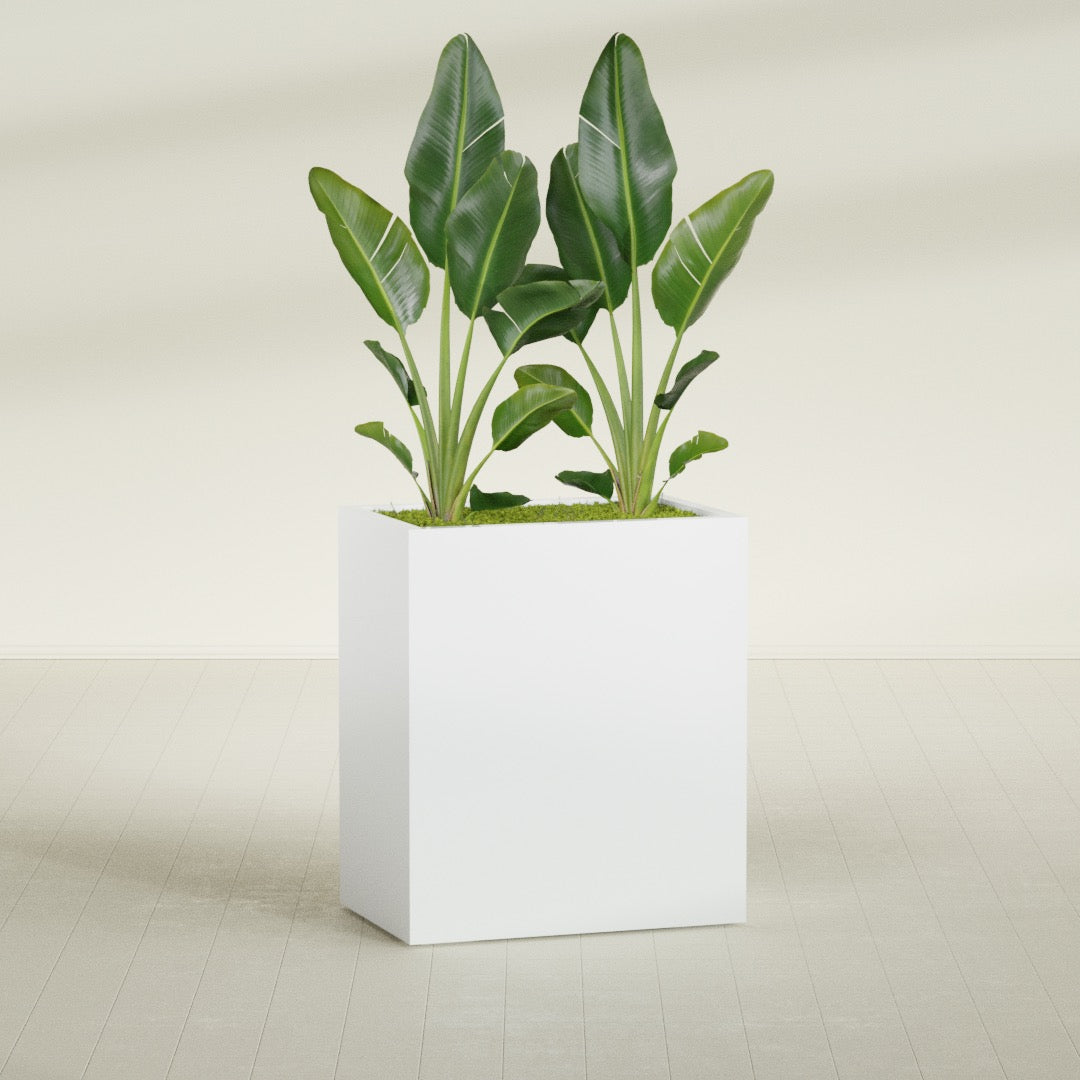 Darwin rectangular fiberglass planter, planted, in a sunlit interior