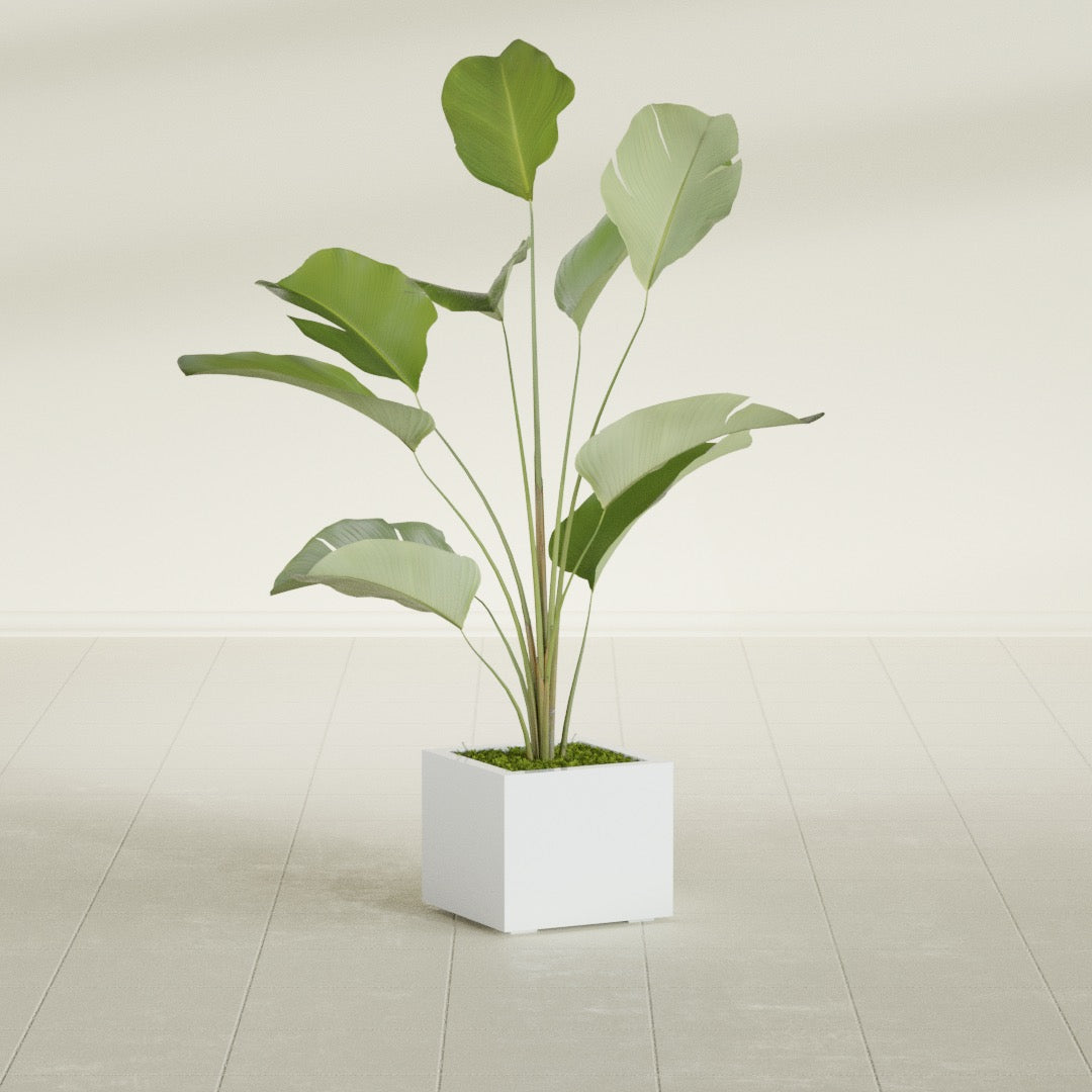 Cuba corner fiberglass planter in Matte Bright White, planted, in a sunlit interior
