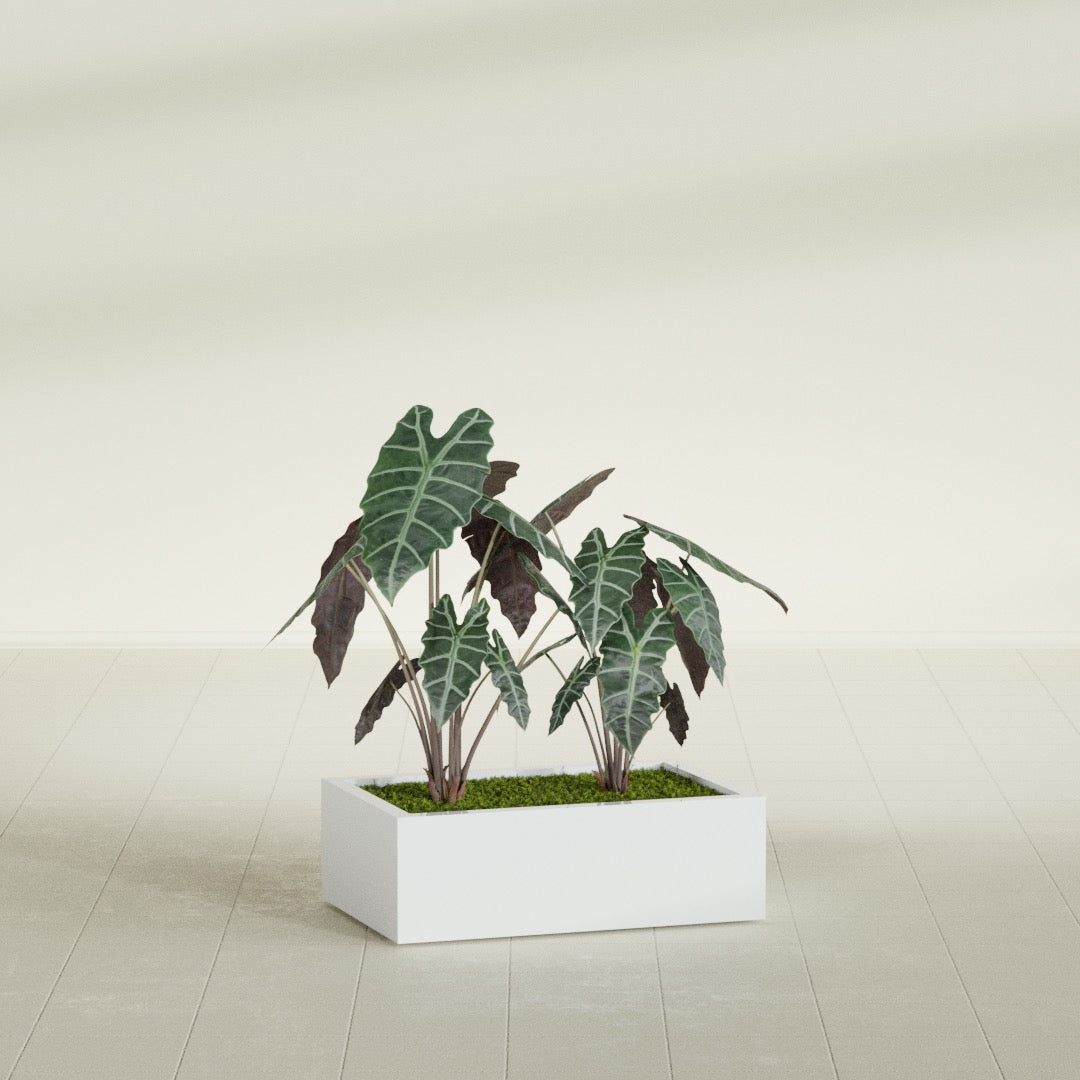 Antwerp rectangular fiberglass planter in Matte White, planted, in a sunlit interior