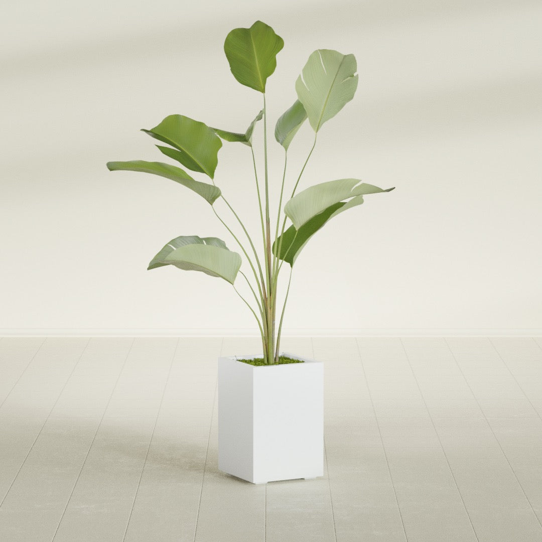 Tolga corner fiberglass planter, planted, in a sunlit interior